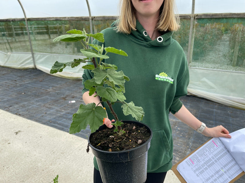 Lavatera Bredon Springs 3 Litre Pot