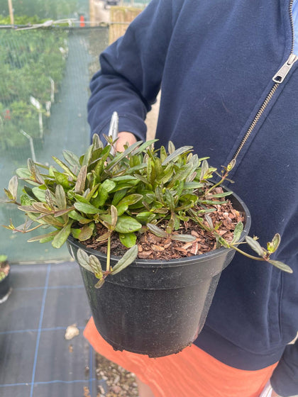 Ajuga Chocolate Chip 3 Litre Pot