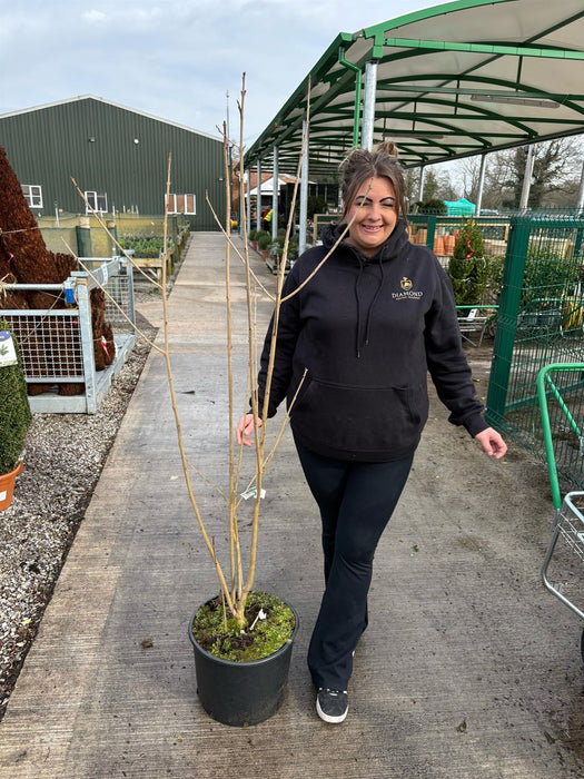 Clerodendrum Trichotomum Fargesii 20 Litre 125/150cm