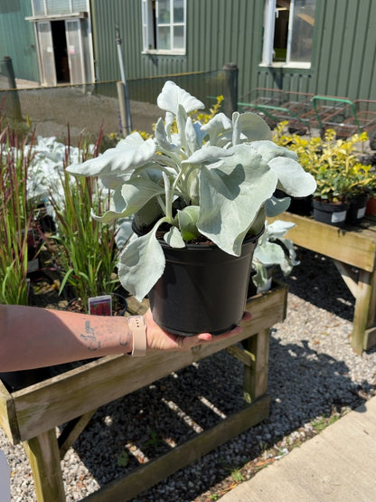 Senecio Angels Wings 3 Litre