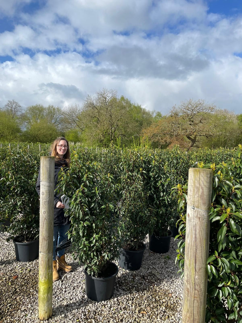 Portuguese Laurel Pot 125/150cm
