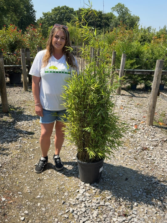 Bamboo Fargesia Nitida 18 Litre Pot