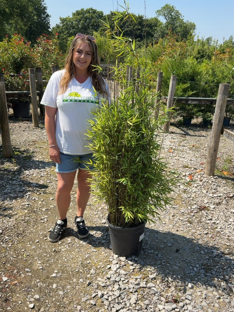 Bamboo Fargesia Nitida 18 Litre Pot