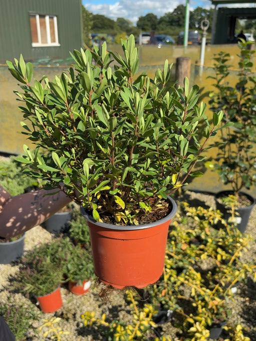 Hebe Wiri Charm 2 Litre Pot