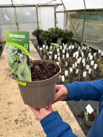 Brunnera macr. Jack Frost 2 Litre Pot