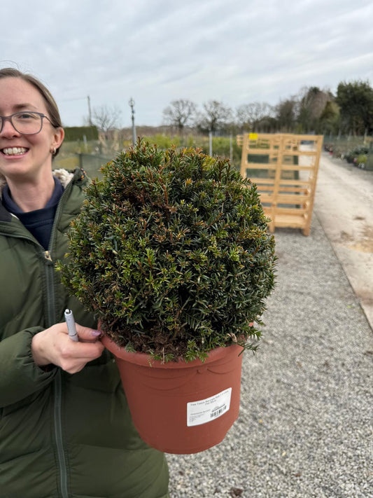 Yew Ball - Taxus Baccata 7.5 Litre Pot 30cm