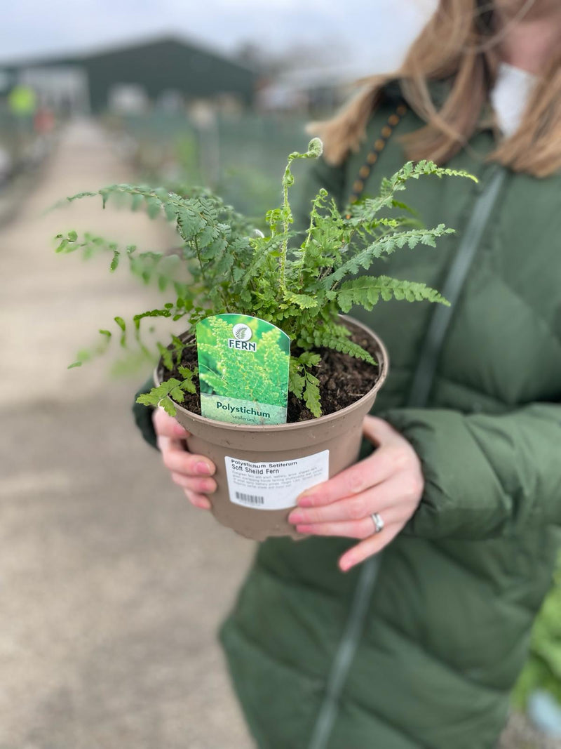 Polystichum Setiferum 2 Litre Pot