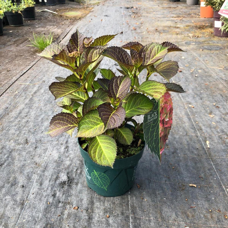 Hydrangea Black Diamonds Red Angel 2 Litre Pot