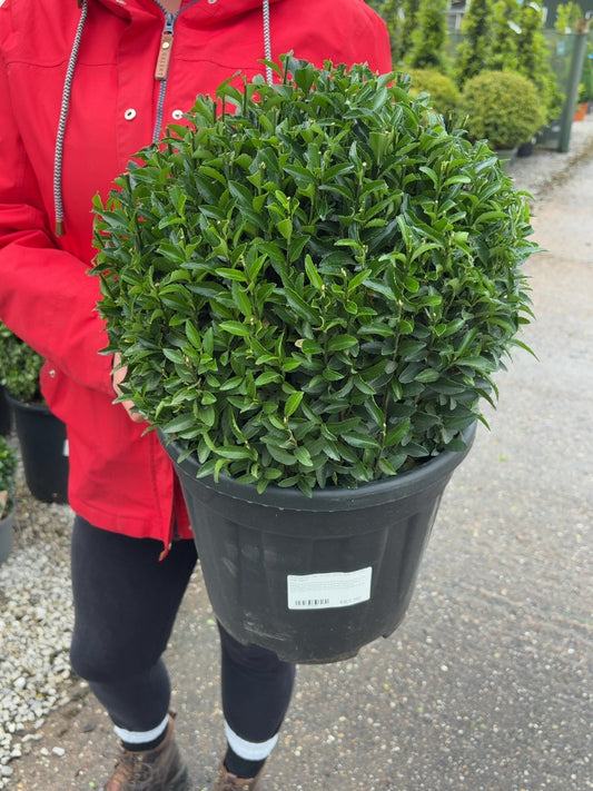 Euonymus Jap. Green Spire Ball 12 Litre Pot 35cm