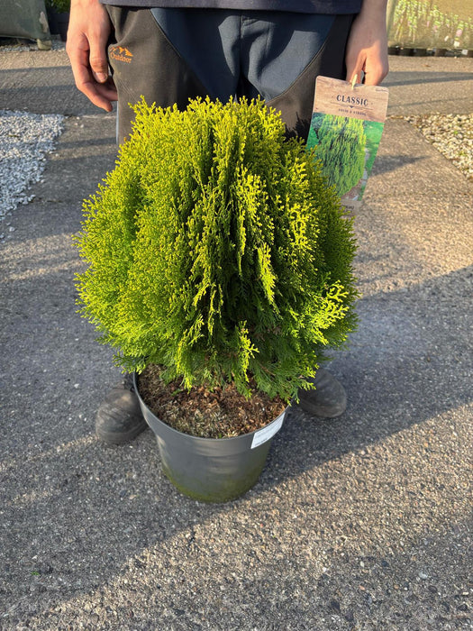 Thuja Occ. Aurea Nana 12 Litre Pot