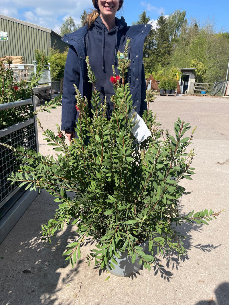 Callistemon Laevis 15 Litre Pot