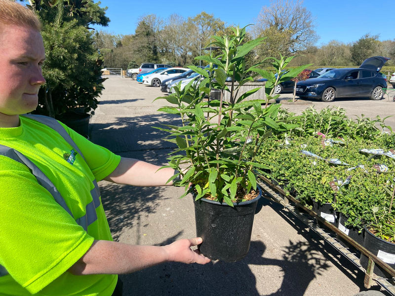 Buddleja Butterfly Candy Little Lila 5 Litre Pot