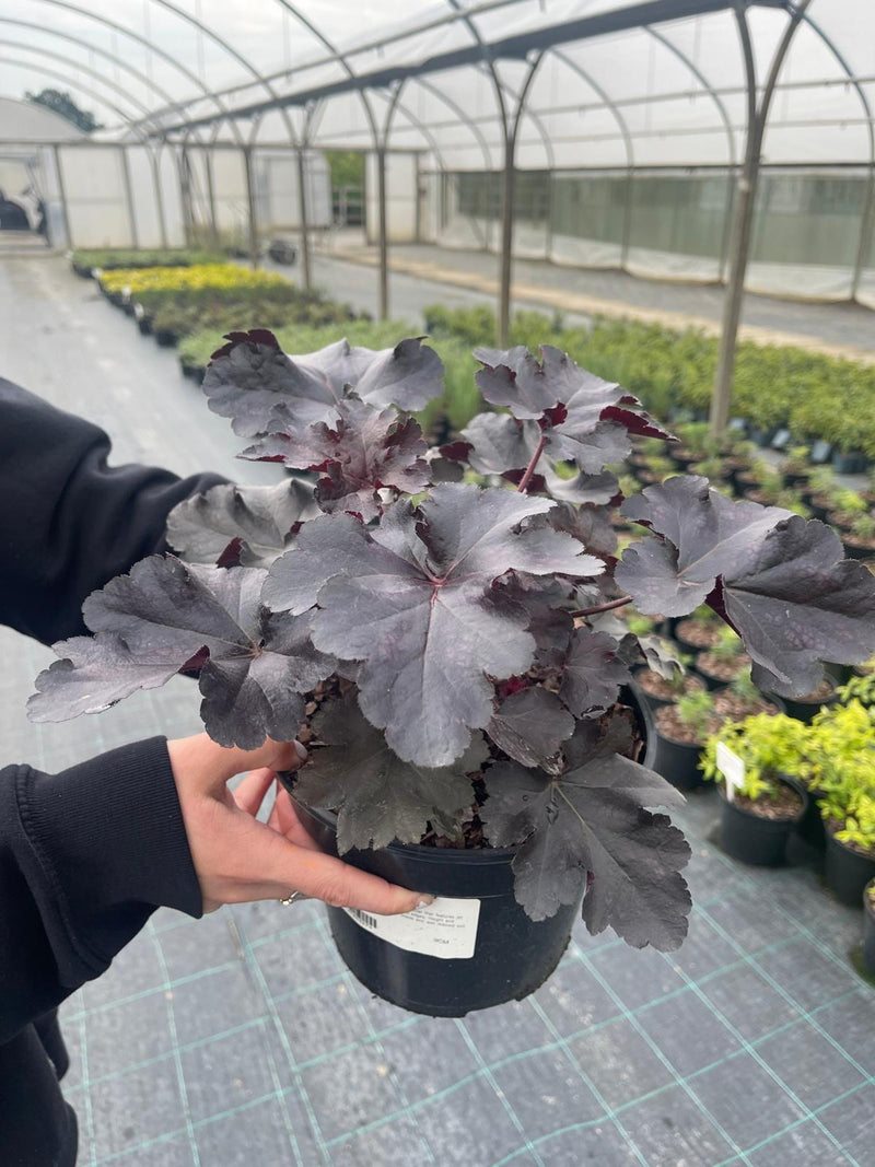 Heuchera Black Pearl 3 Litre Pot