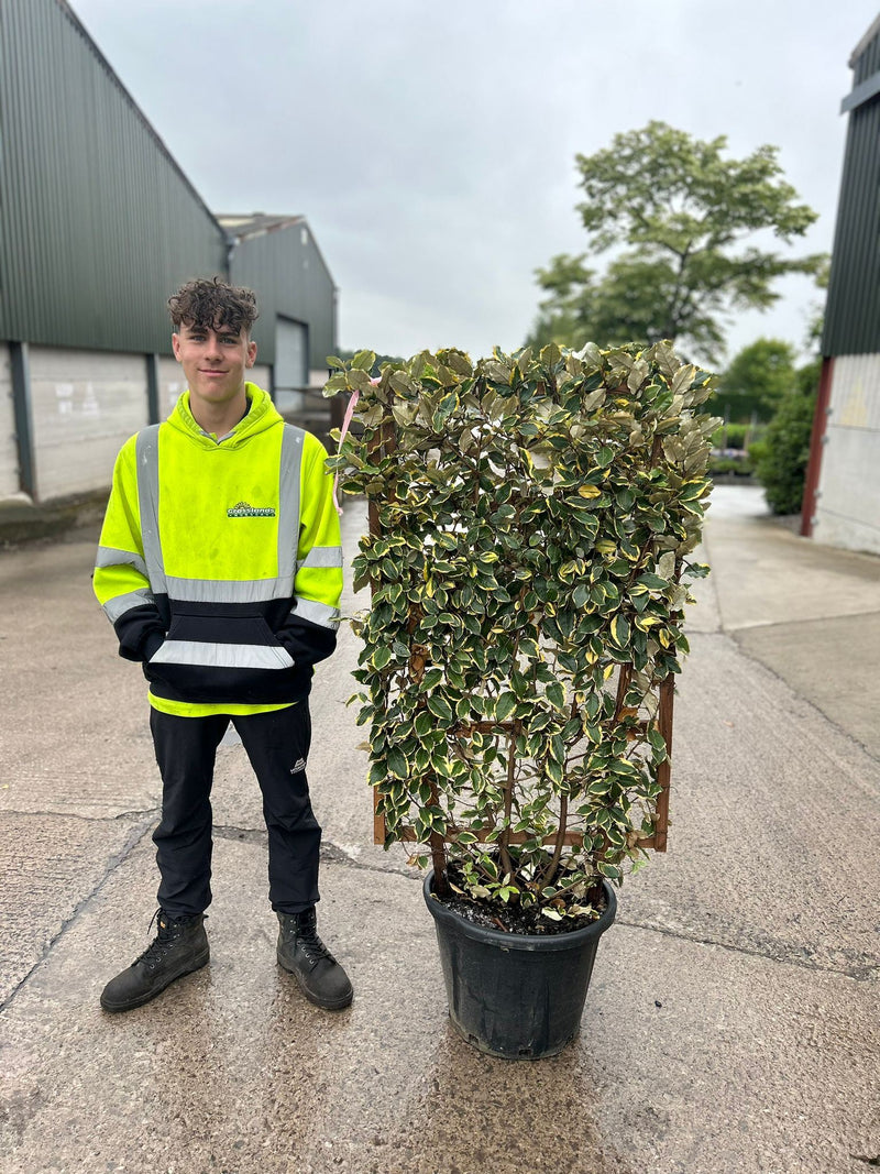 Elaeagnus x Vivileg Pleached Wall Frame 35 Litre Pot 120x70