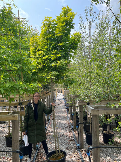 Acer Platanoides Globosum 180cm Standard 10/12cm Girth 30 Litre Pot