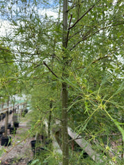 Alnus glutinosa Imperialis 8/10cm Girth