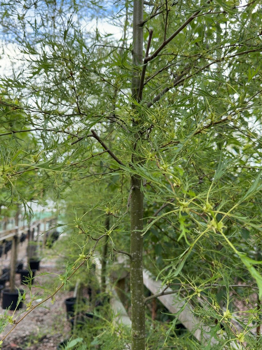 Alnus glutinosa Imperialis 8/10cm Girth