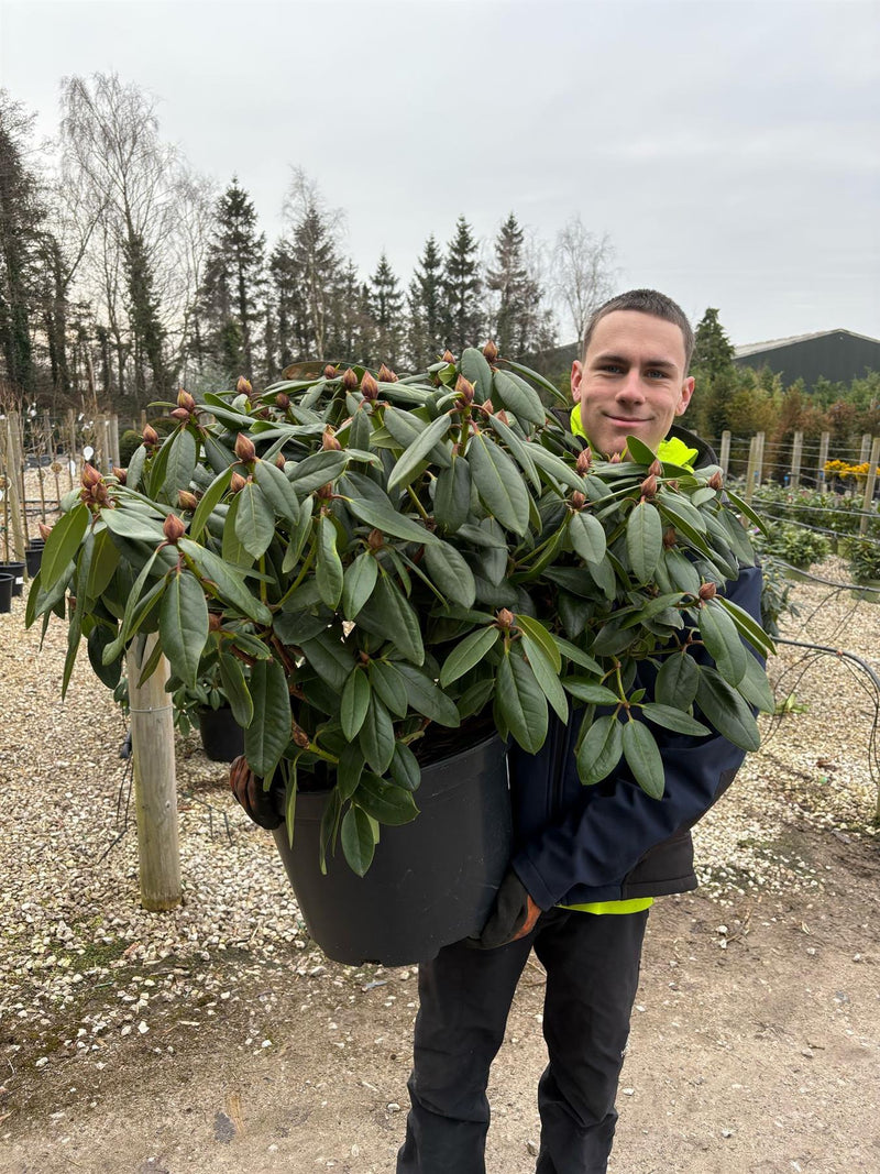 Rhododendron Hybrid Virginia Richard 25 Litre Pot