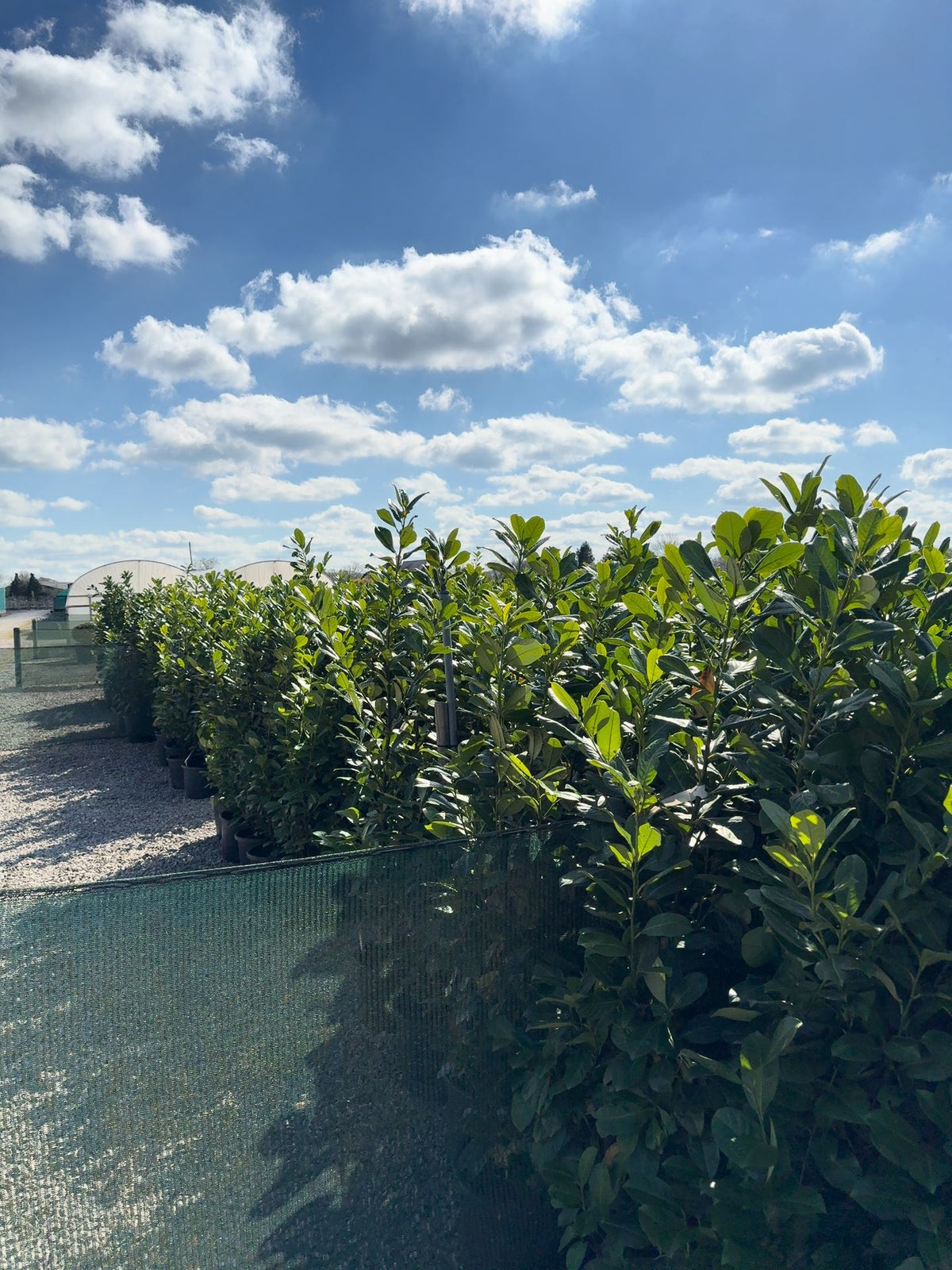 Cherry Laurel, Laurel Hedging,160-180cm 30 Litre Pot