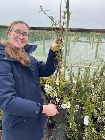 Chaenomeles speciosa Nivalis 3 Litre Pot