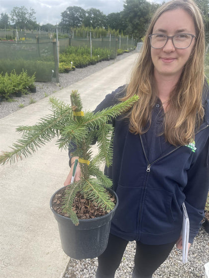Picea Abies Inversa Pendula 3 Litre Pot