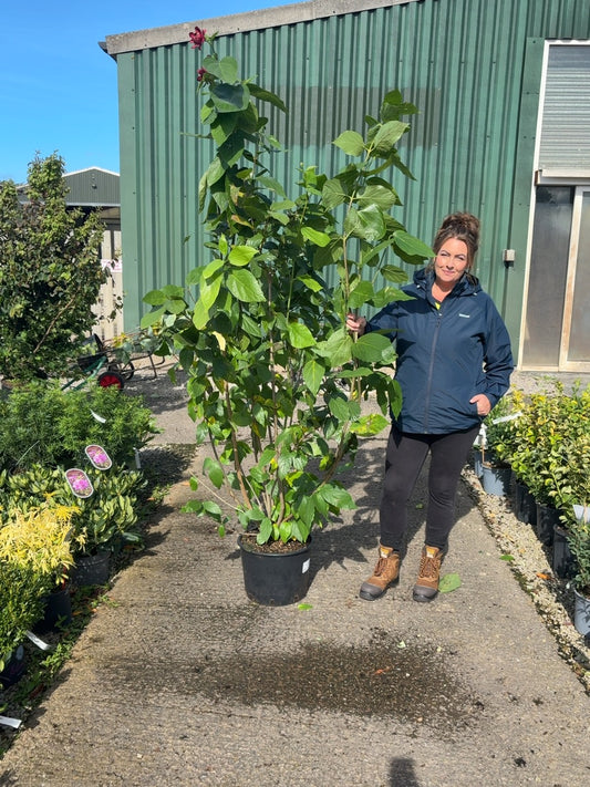 Calycanthus Hartlage Wine 20 Litre 150/175cm