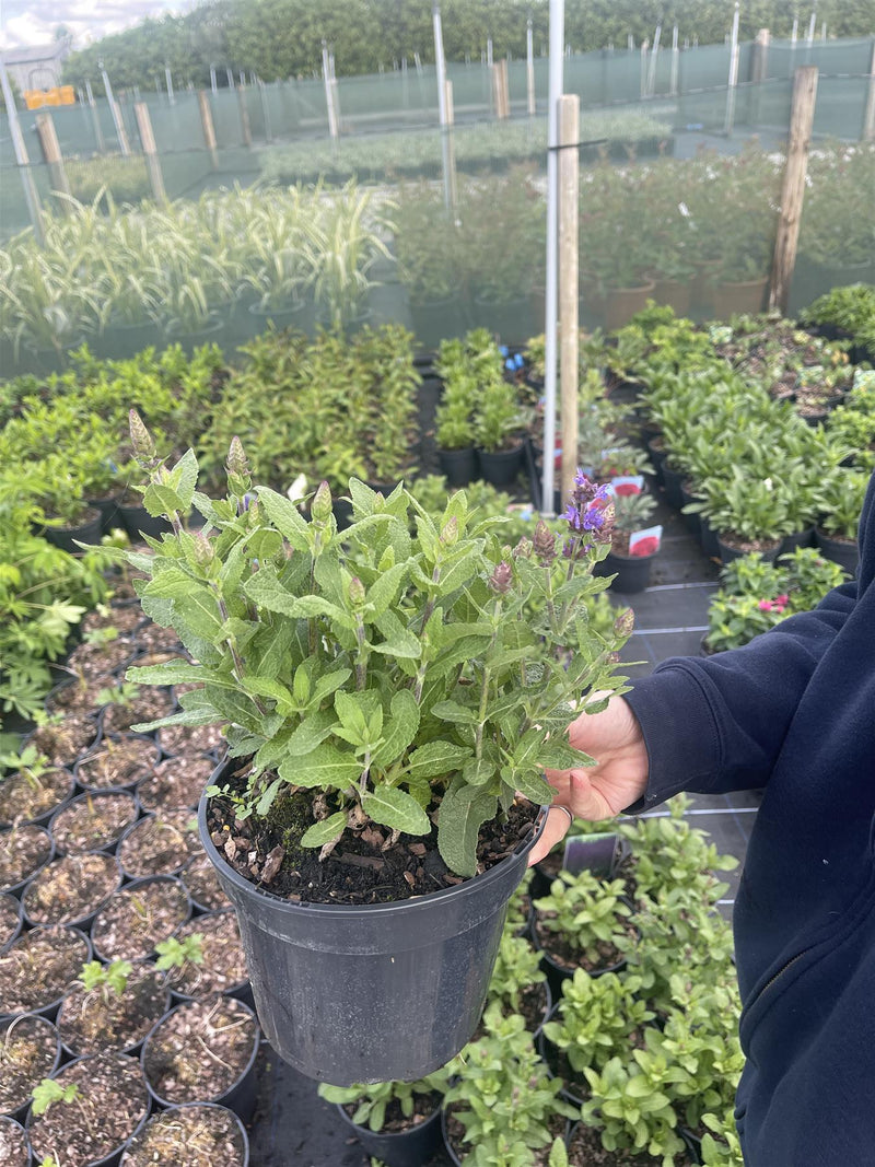 Salvia nemorosa Ostfriesland 3 Litre Pot