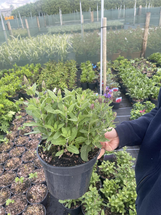 Salvia nemorosa Ostfriesland 3 Litre Pot