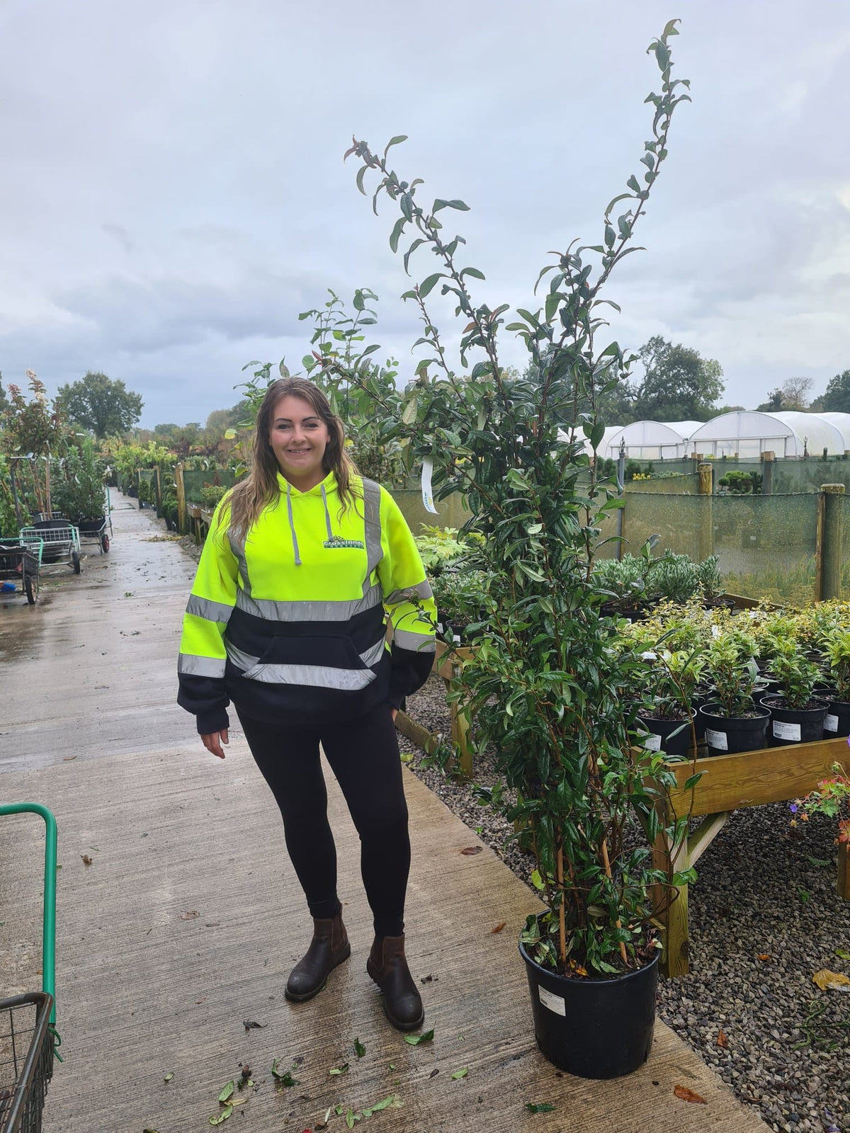 Chaenomeles Falconnet Charlet 20 Litre Pot 180/200cm Tall — Grasslands ...