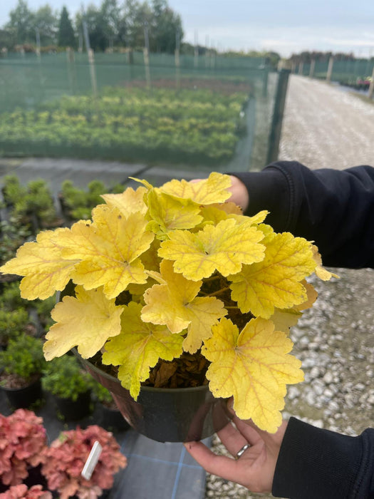 Heuchera Electra 3 Litre Pot