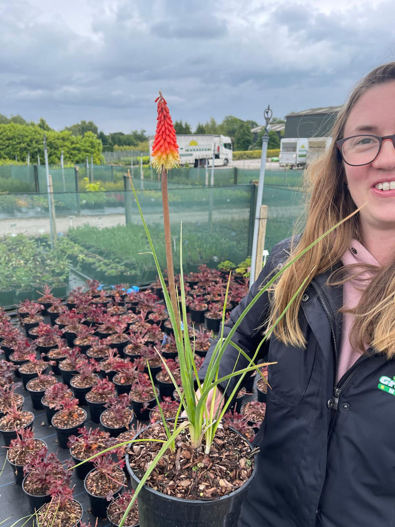 Kniphofia Flamenco 3 Litre Pot