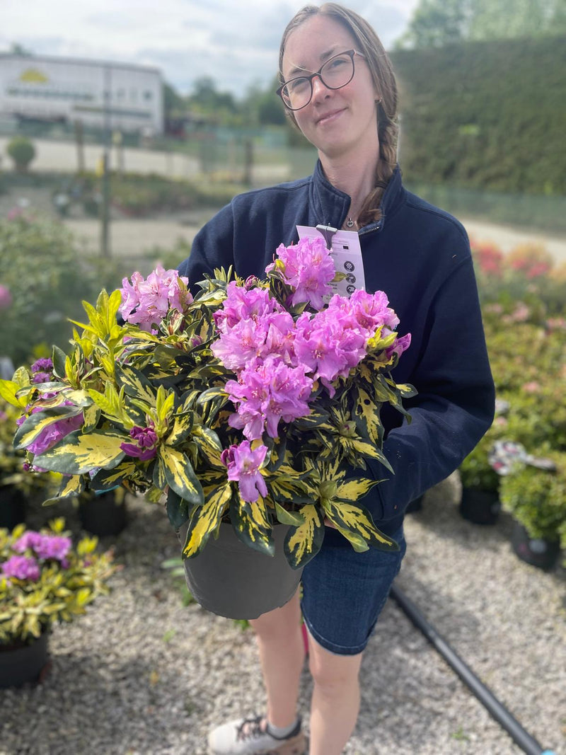 Rhododendron Blattgold 6 Litre Pot