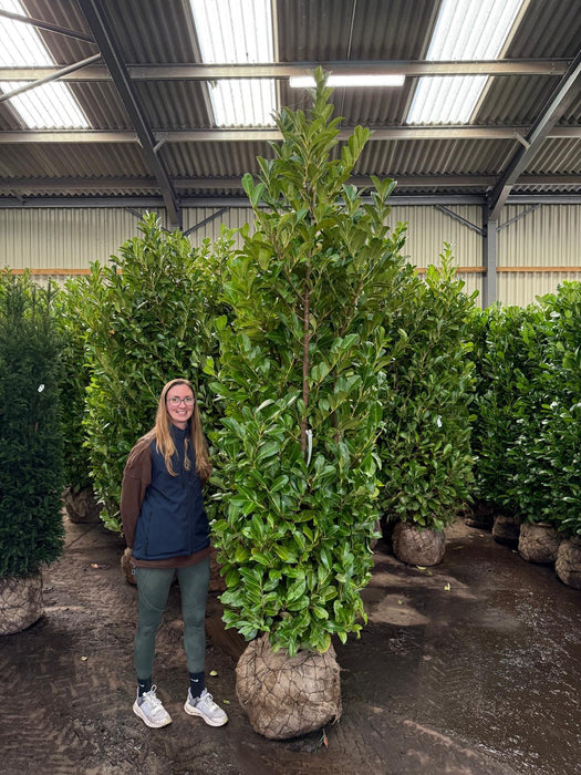 Big Deal Cherry Laurel Hedging Super Size 225/250cm Root Ball x 10