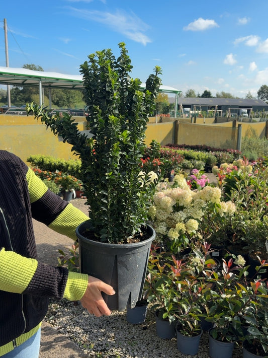 Euonymus Green Spire 9 Litre