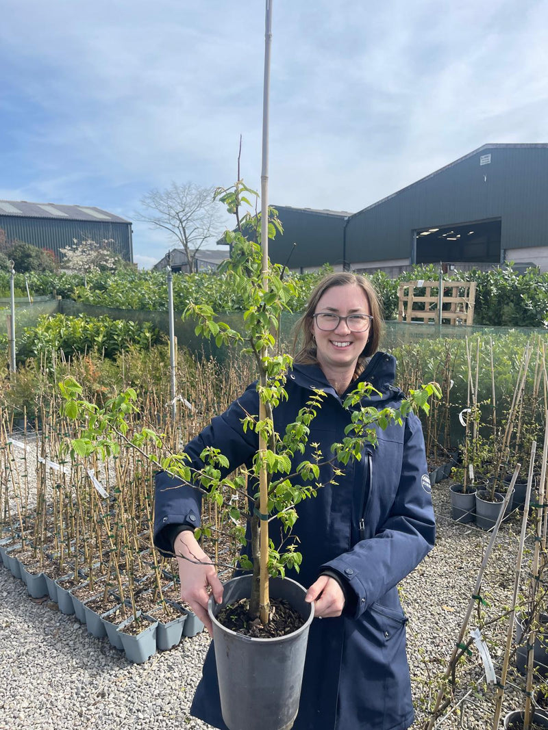 Hornbeam Hedging 4 Litre Pot 80/100