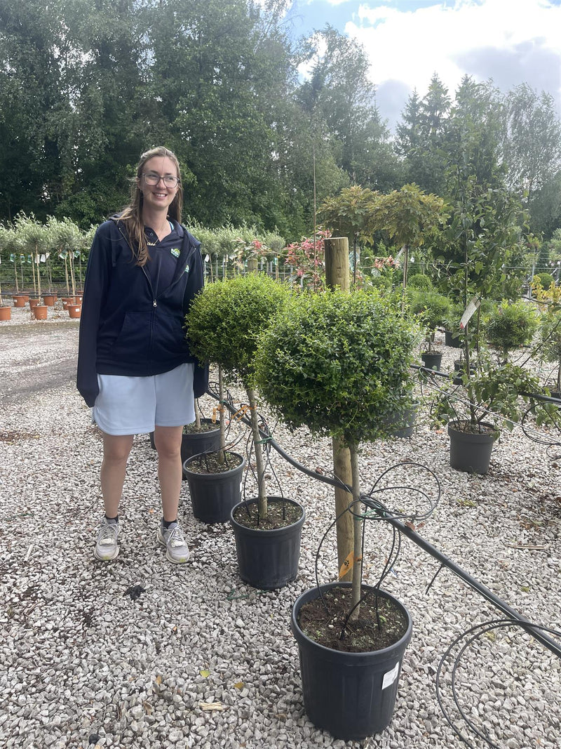 Ligustrum Delavayanum 1/2 Standard 25 Litre Pot