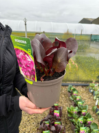 Bergenia Ouverture 2 Litre Pot