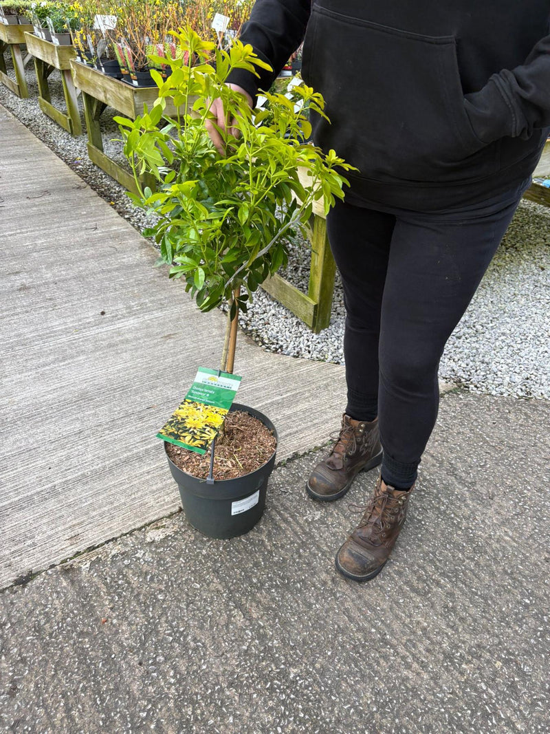 Choisya Ternata Sundance 1/4 Standard 10 Litre Pot