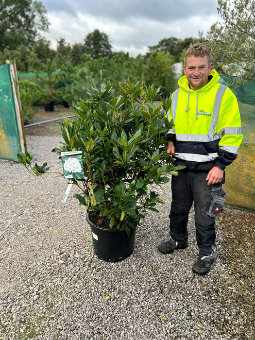Rhododendron Hybrid Cunningham's White 40 Litre Pot Super Specimen