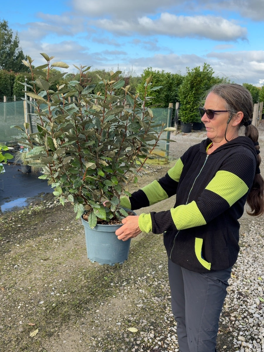 Elaeagnus x Ebbingei Compacta 7 Litre Pot 80-100cm