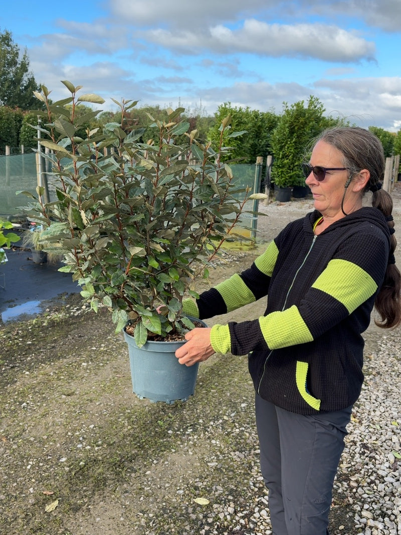 Elaeagnus x Ebbingei Compacta 7 Litre Pot 80-100cm