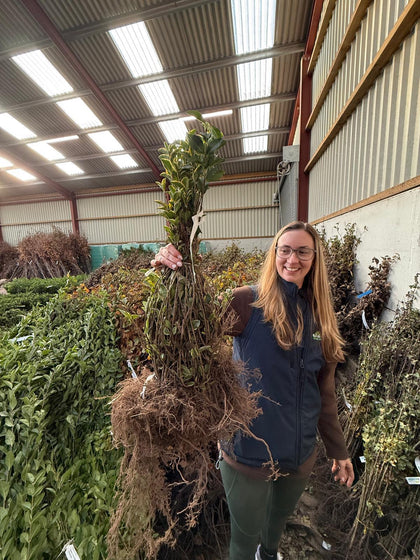 Big Deal Golden Privet Bare Root 40-60cm x 200 Delivery from November