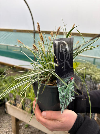 Carex Everest 1 Litre Pot