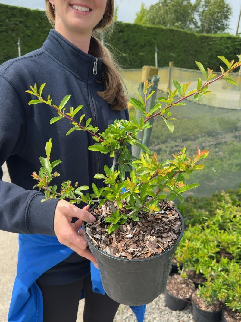 Pyracantha 'Saphyr Rouge' - Firethorn 3 Litre Pot