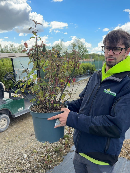 Leycesteria Purple Rain 10 Litre Pot