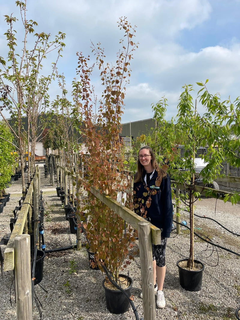 Cercidiphyllum  Japonicum 30 Litre Pot