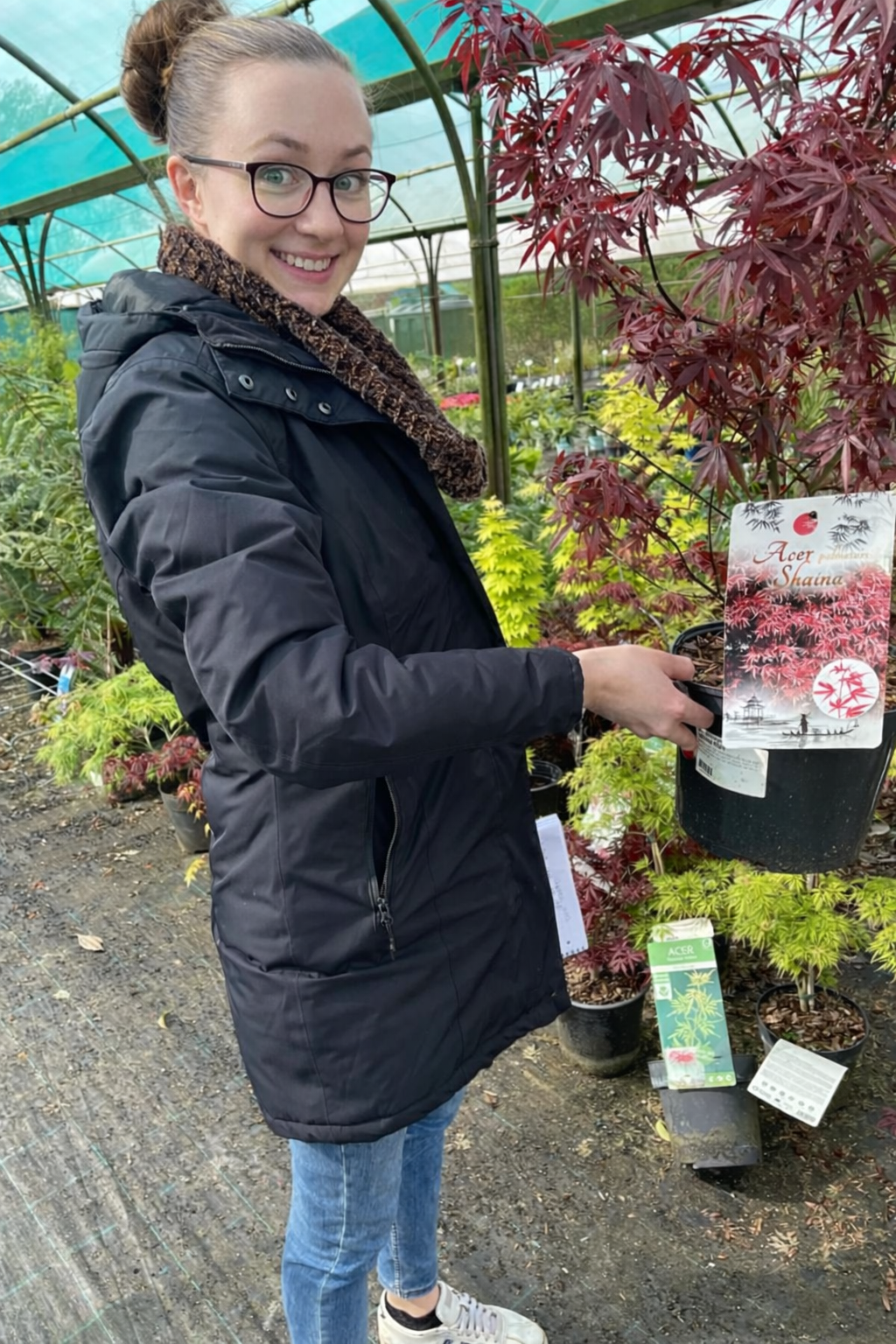Acer palmatum Shaina 5 Litre Pot