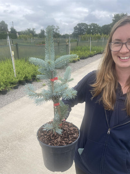 Picea Pungens Fat Albert 3 Litre Pot