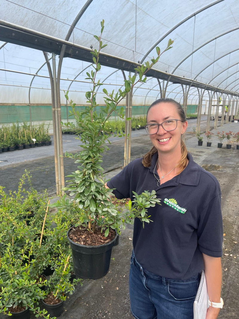 Pyracantha Yellow Sapphire 3 Litre Pot