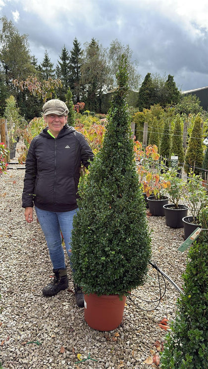 Buxus Cone Pot Grown 25 Litre 140/150cm